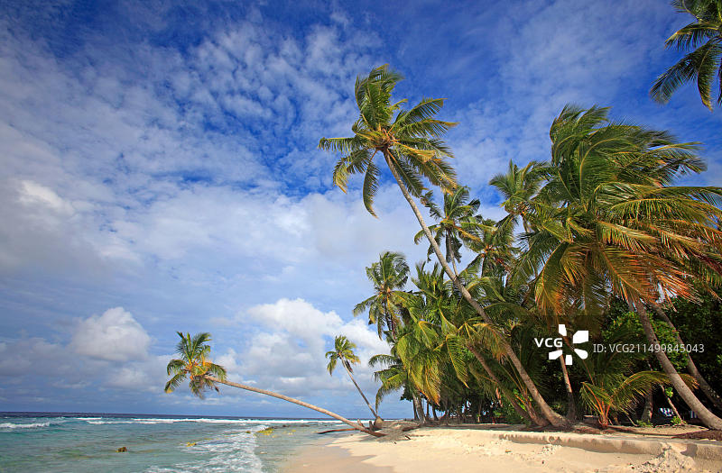 马尔代夫菲利特赫岛海滩上的棕榈树图片素材