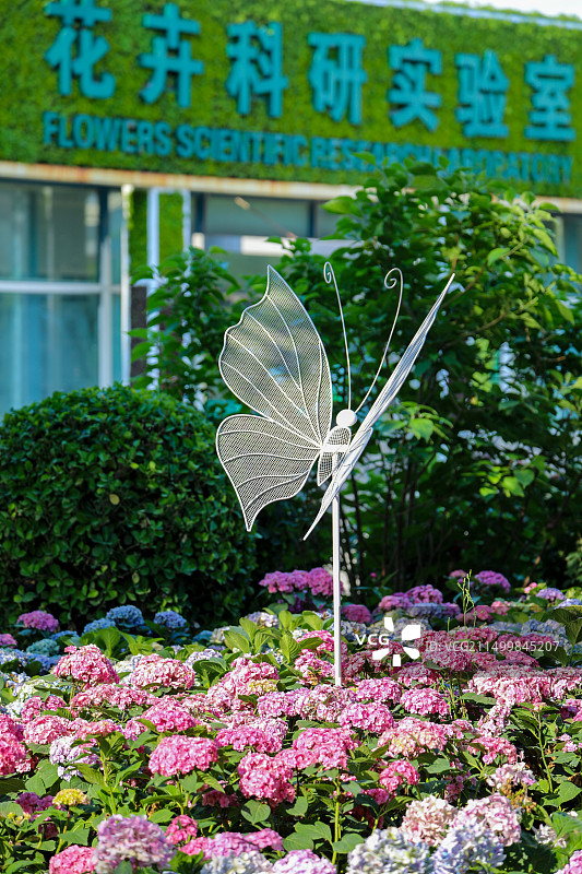 无尽夏盛开如花海 世界花卉大观园打造浪漫图片素材