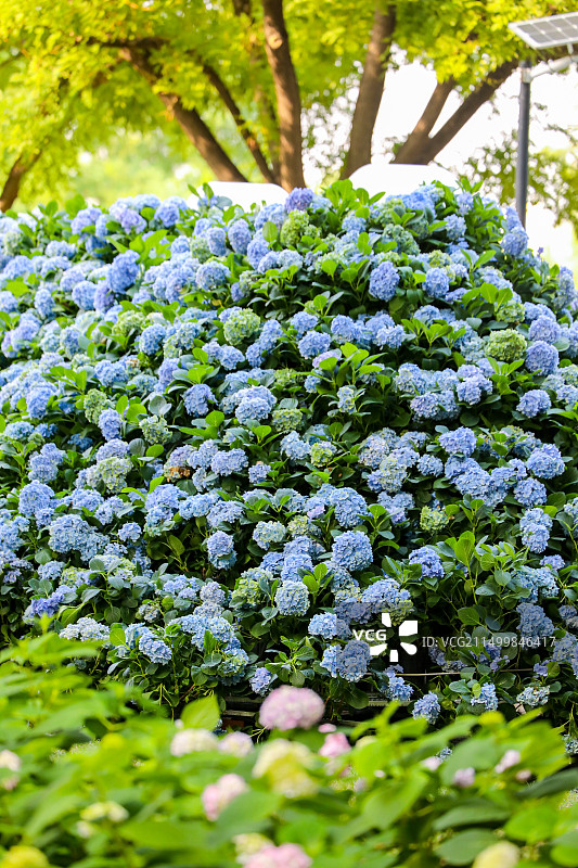 无尽夏盛开如花海 世界花卉大观园打造浪漫图片素材