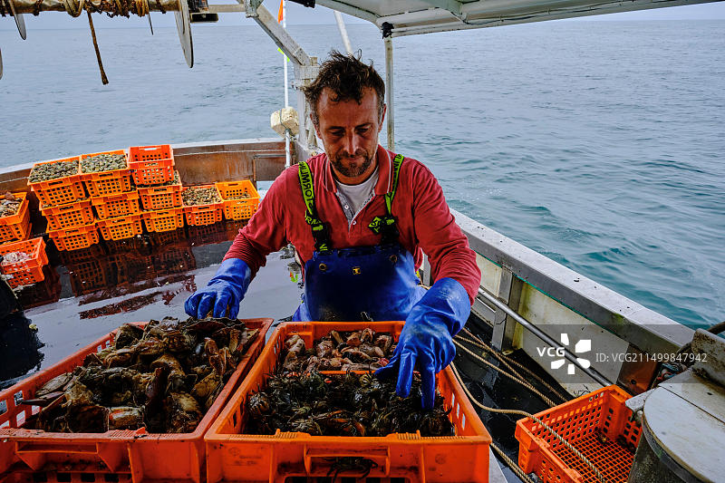 法国诺曼底芒什省格朗维尔：捕捞海螺图片素材