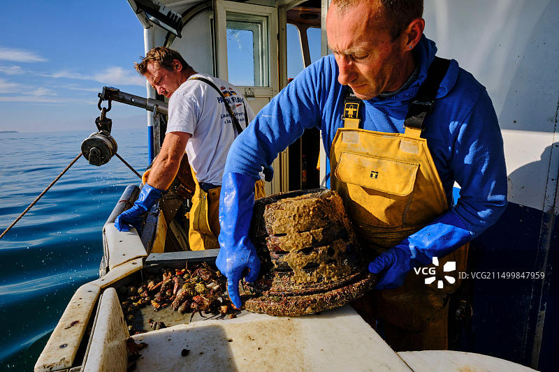 法国诺曼底芒什省格朗维尔：捕捞海螺图片素材