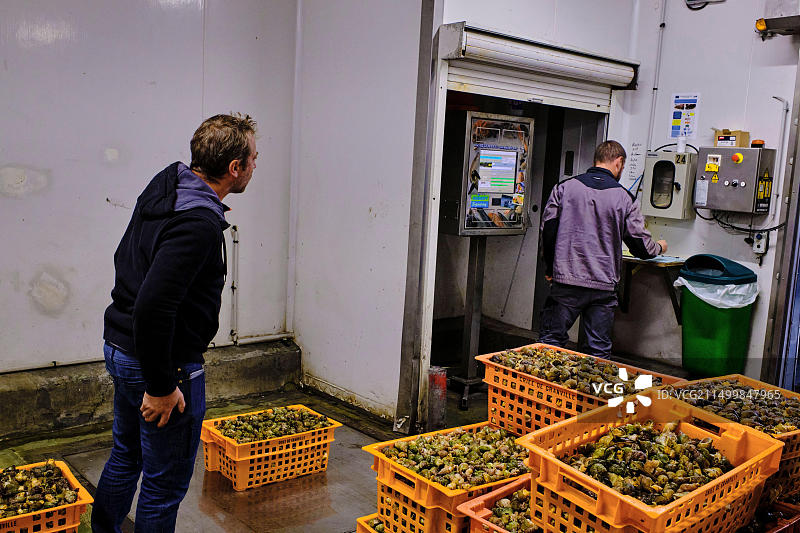 法国诺曼底芒什省格朗维尔：捕捞海螺图片素材