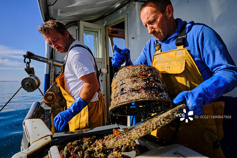 法国诺曼底芒什省格朗维尔：捕捞海螺图片素材