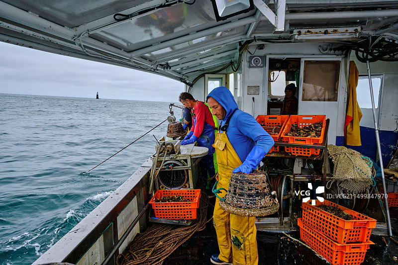 法国诺曼底芒什省格朗维尔：捕捞海螺图片素材