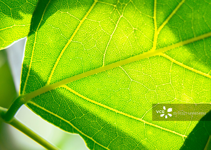 树叶春天夏天新绿特写图片素材