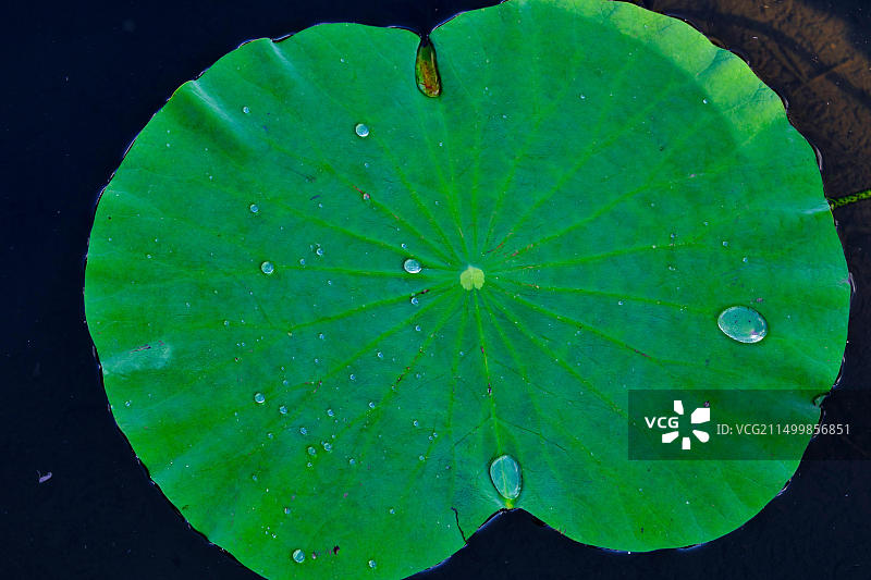 毛里求斯庞波慕斯区庞波慕斯，西沃萨古尔·拉姆古兰爵士植物园巨型睡莲池图片素材