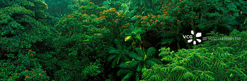 美国夏威夷大岛哈玛库亚海岸的热带雨林树木图片素材