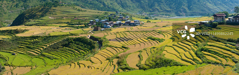 不丹普纳卡山区稻田和房屋图片素材