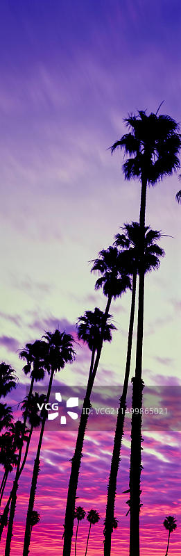 日出时加利福尼亚州圣巴巴拉的棕榈树轮廓图片素材