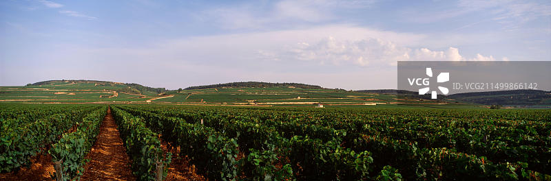 法国勃艮第博讷葡萄园的风景图片素材