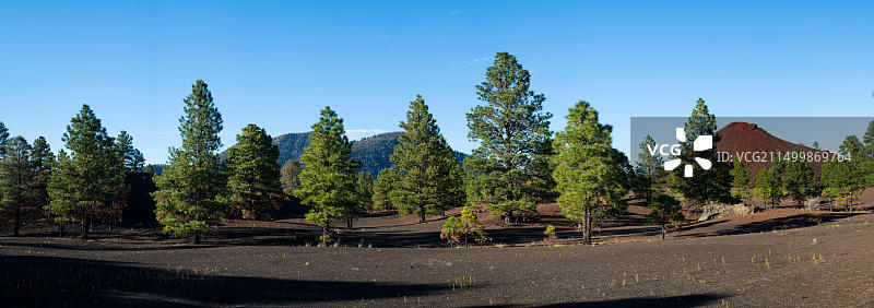 美国亚利桑那州日落火山口国家纪念碑的黄松图片素材