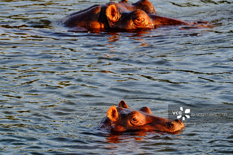 津巴布韦马塔贝莱兰省赞比西河河马图片素材