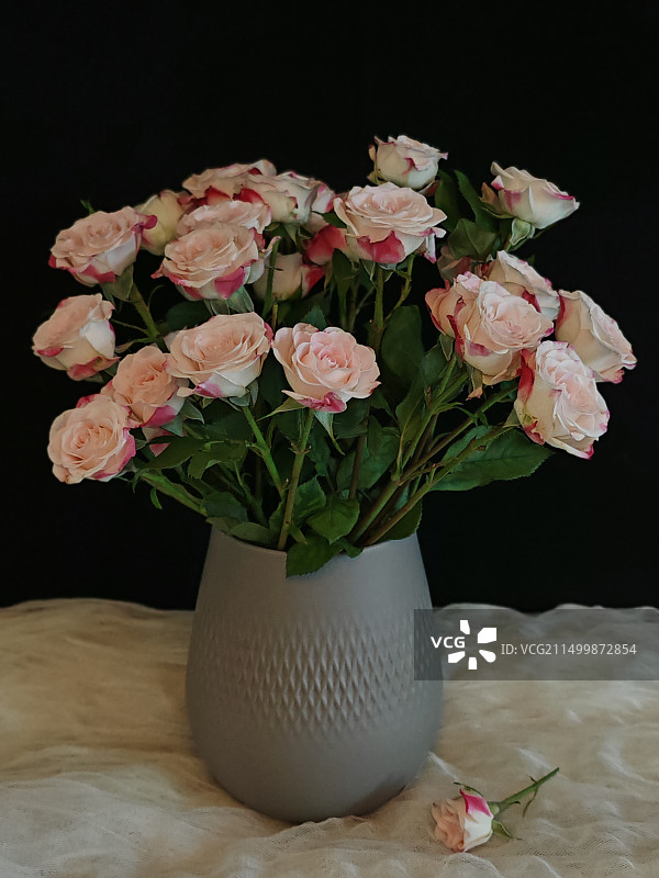 多头月季图片素材