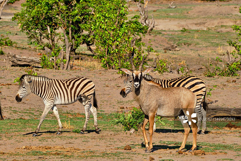 津巴布韦马塔贝莱兰省万基国家公园的斑马和非洲大羚羊图片素材