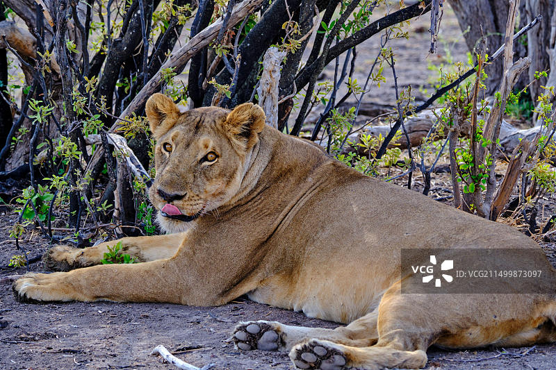 津巴布韦马塔贝莱兰北省，万基国家公园，狮子图片素材