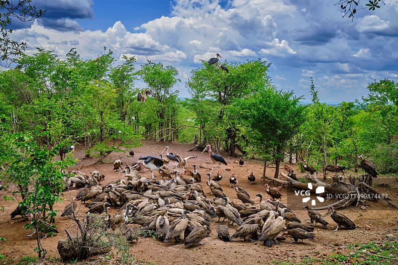 津巴布韦马塔贝莱兰北部省：维多利亚瀑布、赞比西国家公园、兀鹫图片素材