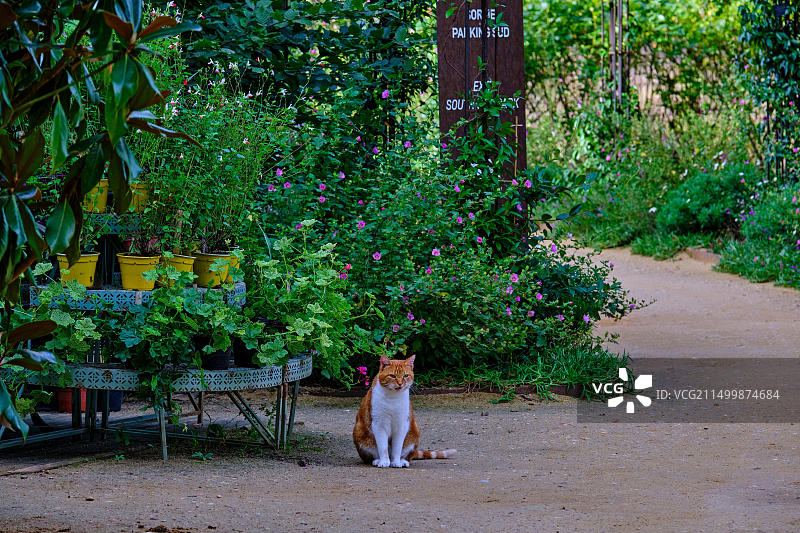 法国卢瓦尔河畔肖蒙城堡国际花园节图片素材