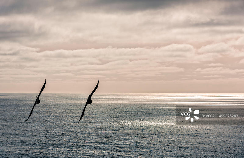 美国加利福尼亚州圣马特奥县太平洋岸边飞翔的两只乌鸦剪影图片素材