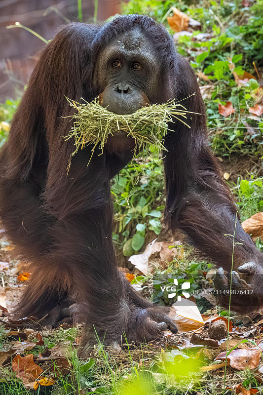 亚特兰大动物园里嘴里叼着树枝的猩猩（美国）图片素材