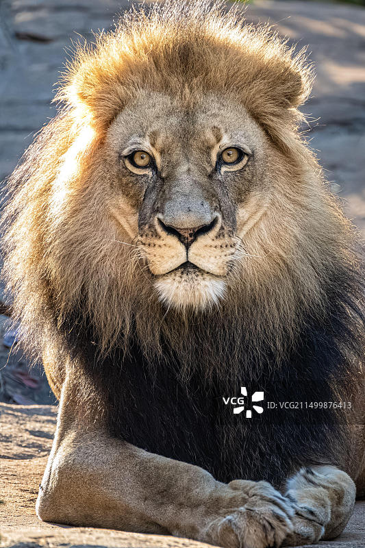 亚特兰大动物园的非洲狮图片素材