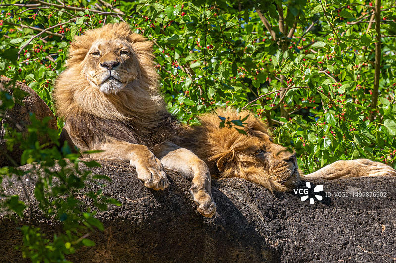 亚特兰大动物园岩石上晒太阳的非洲狮图片素材