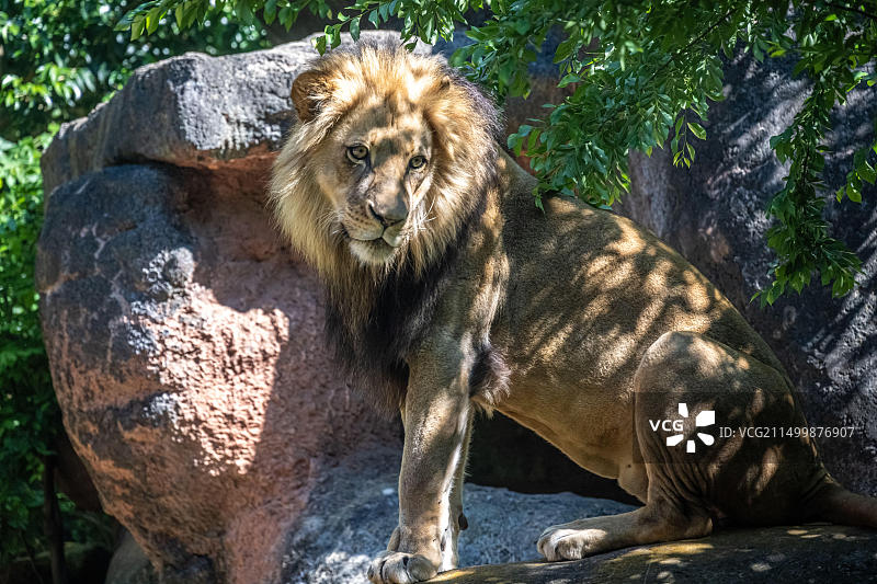亚特兰大动物园的非洲狮图片素材