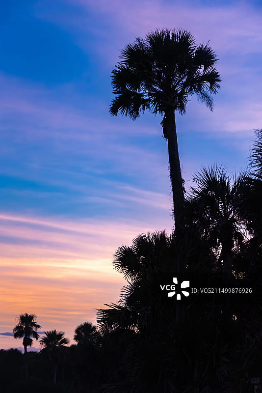 佛罗里达州庞特韦德拉海滩米克海滩上以绚丽的日落天空为背景的佛罗里达棕榈树图片素材