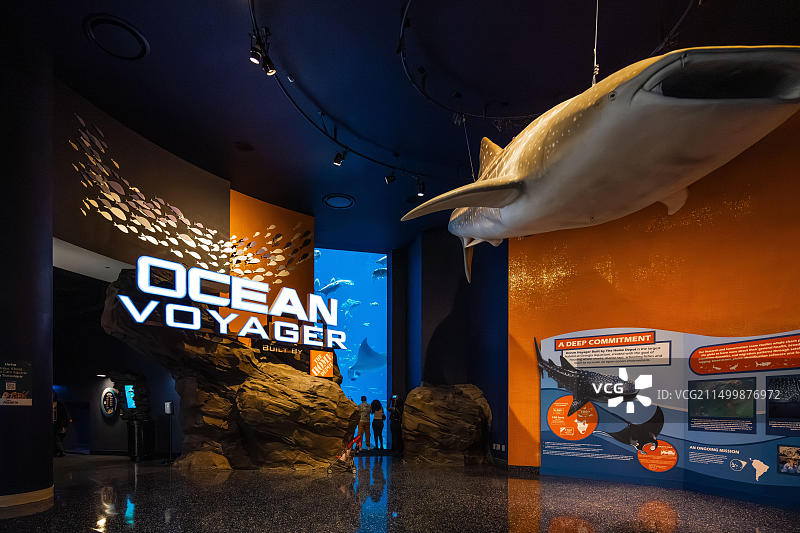 佐治亚水族馆的海洋航行者展览：近距离观赏鲸鲨和巨型蝠鲼图片素材