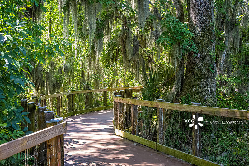 风景优美的西奥兰治木板路通往佛罗里达州奥克兰奥普卡湖的健康步道图片素材