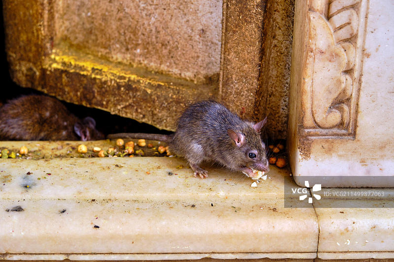 印度拉贾斯坦邦比卡内地区代什诺克卡尔尼·玛塔神庙，又名老鼠庙图片素材