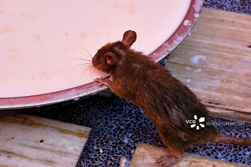 印度拉贾斯坦邦比卡内地区代什诺克卡尔尼·玛塔神庙，又名老鼠庙图片素材