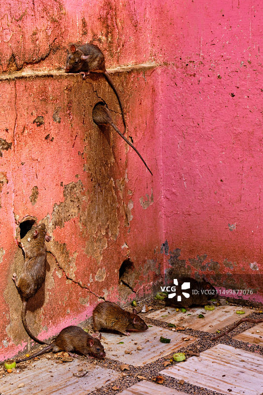 印度拉贾斯坦邦比卡内地区代什诺克卡尔尼·玛塔神庙，又名老鼠庙图片素材