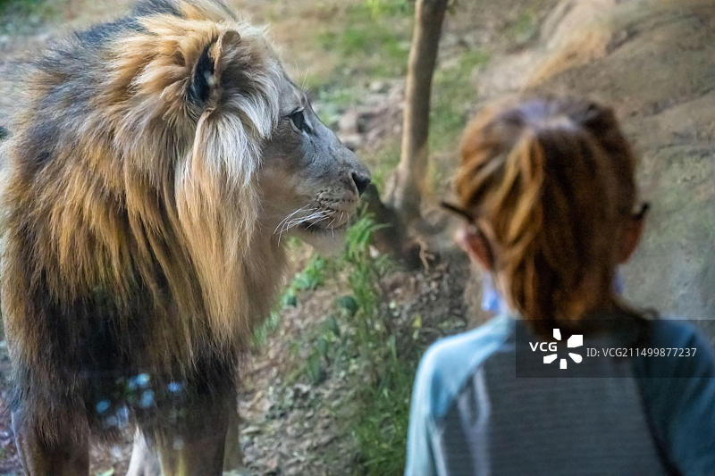在佐治亚州亚特兰大动物园观察非洲狮的儿童（美国）图片素材