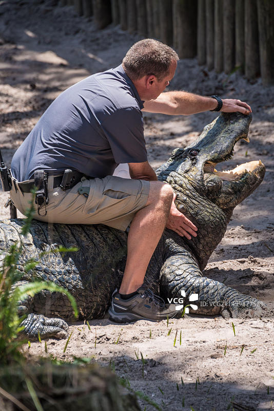 男人坐在佛罗里达州圣奥古斯丁鳄鱼农场的大鳄鱼上（美国）图片素材
