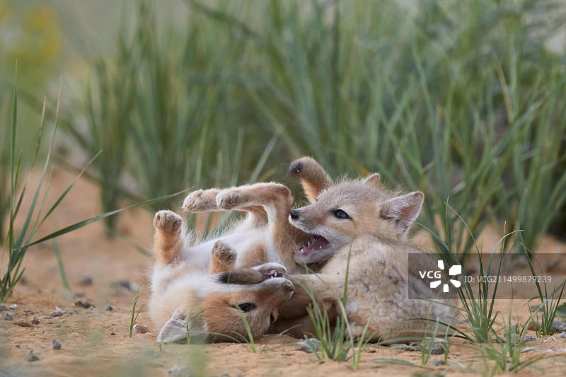 敏狐幼崽在科罗拉多州波尼国家草原上玩耍图片素材