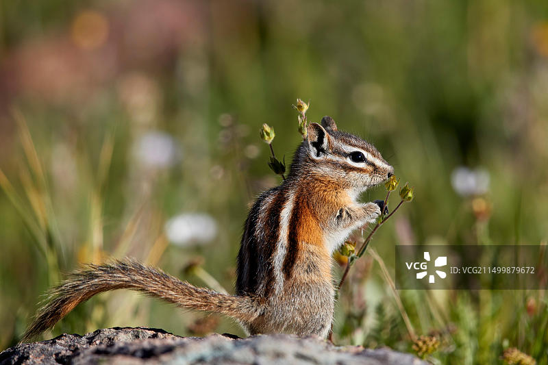 美国科罗拉多州圣胡安国家森林的花栗鼠图片素材