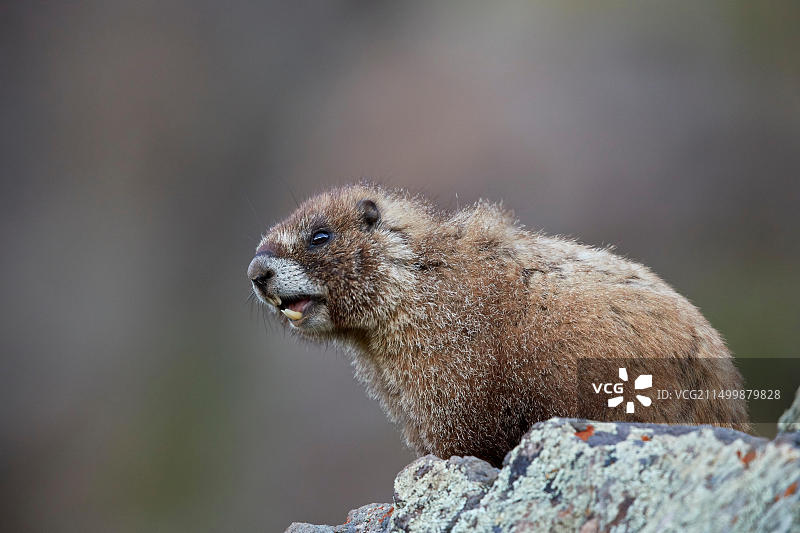 呼叫的黄腹旱獭（Marmota flaviventris），美国科罗拉多州圣胡安国家森林图片素材