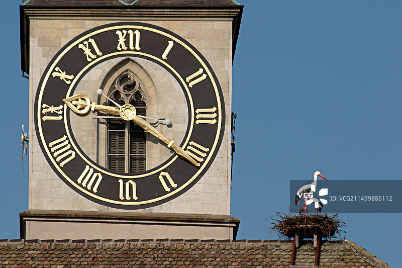 瑞士苏黎世圣彼得教堂钟楼上的鹳巢图片素材