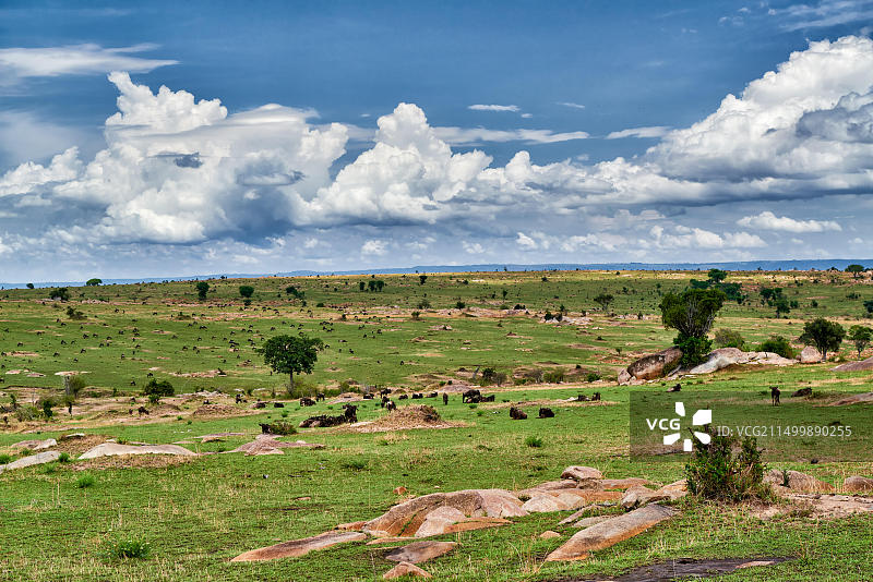 坦桑尼亚塞伦盖蒂国家公园角马景观图片素材