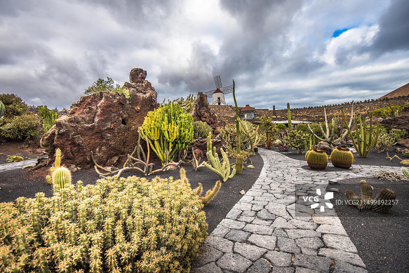 西班牙加那利群岛兰萨罗特岛仙人掌花园里的仙人掌图片素材