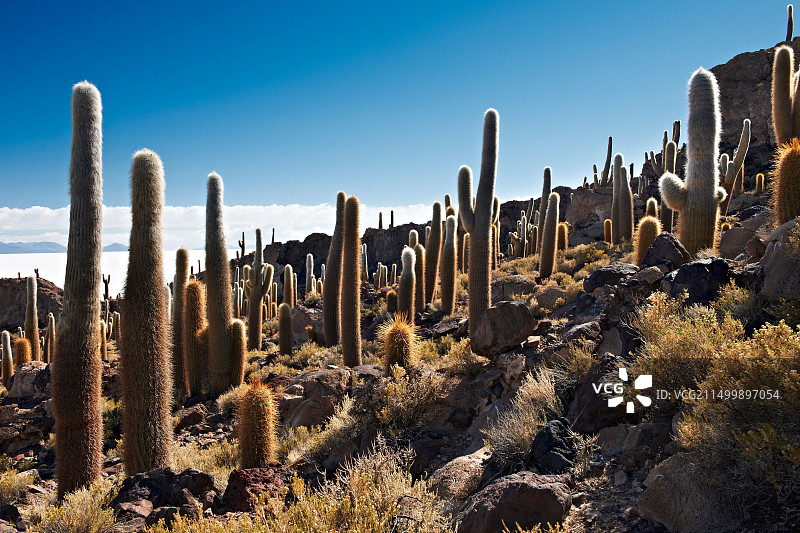 因卡瓦西岛上的巨型仙人柱，乌尤尼盐湖图片素材