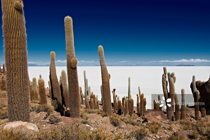 因卡瓦西岛上的巨型仙人柱，乌尤尼盐湖图片素材
