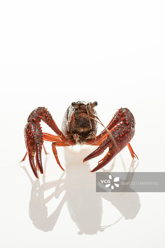 鲜活生的活着的小龙虾图片素材