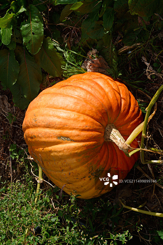 瑞士提契诺卢加诺湖甘迪亚前渔村巨型南瓜图片素材