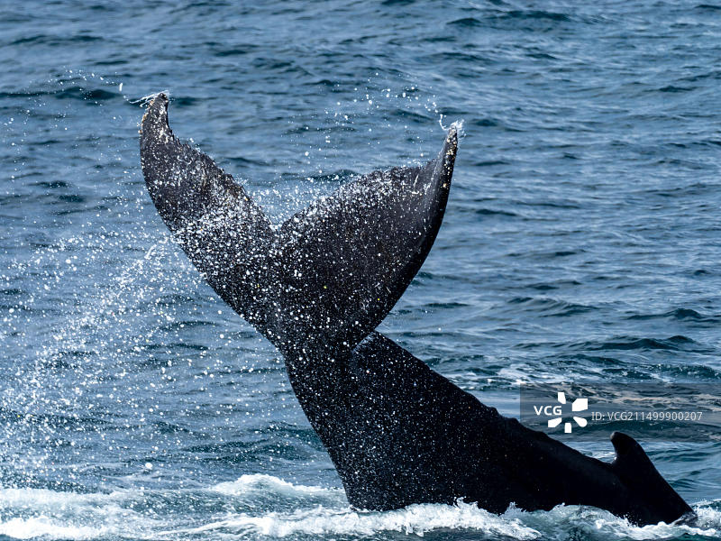 南乔治亚岛附近跃出水面的座头鲸图片素材