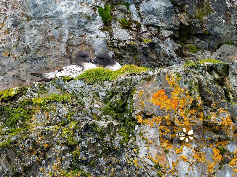 南极半岛天堂港悬崖上筑巢的戴胜海燕图片素材