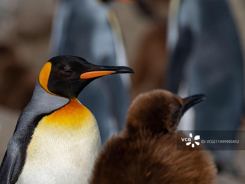 南乔治亚岛圣安德鲁斯湾最大栖息地的帝企鹅图片素材