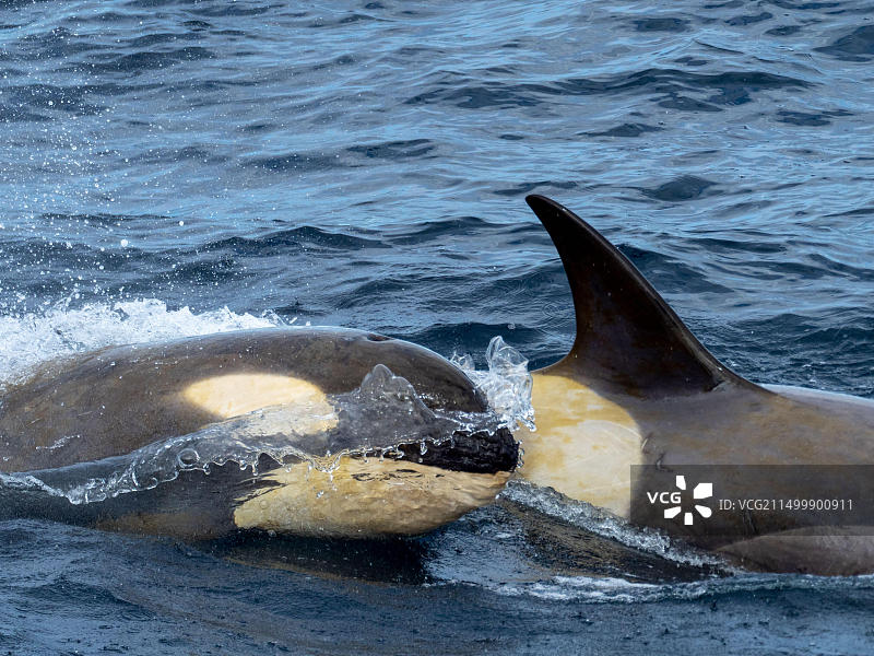 南极洲威德尔海的B2型虎鲸图片素材