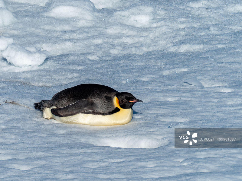帝企鹅（阿普亭鸟），在南极洲威德尔海雪丘岛海冰上的栖息地附近图片素材
