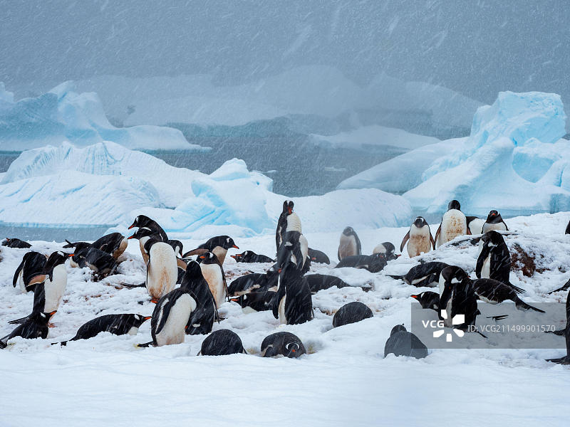 巴布亚企鹅在南极库佛维尔岛筑巢图片素材